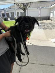 Shelter Stray Female Dog last seen Near BLK E 20TH ST, SIGNAL HILL, CA 90755, Long Beach, CA 90755, USA