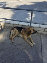 Found/Stray Male Dog last seen Aegis Medical Center, Hesperia, CA 92345