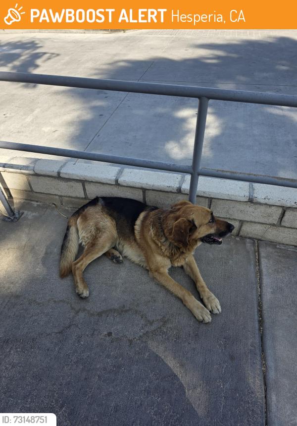 Found/Stray Male Dog last seen Aegis Medical Center, Hesperia, CA 92345