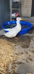 Shelter Stray Male Bird last seen Near BLOCK W ALAMEDA AVE, DENVER CO 80223, 1241 W Bayaud Ave, Denver, CO 80223, USA