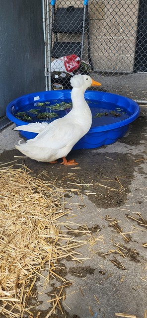 Shelter Stray Male Bird last seen Near BLOCK W ALAMEDA AVE, DENVER CO 80223, 1241 W Bayaud Ave, Denver, CO 80223, USA