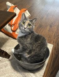 Lost Female Cat last seen Chapman highway, Seymour, TN 37865
