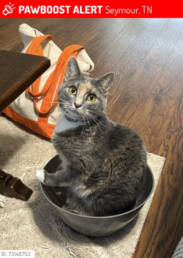 Lost Female Cat last seen Chapman highway, Seymour, TN 37865