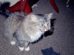 Lost Female Cat last seen Laporte and Jamith, Fort Collins, CO 80521