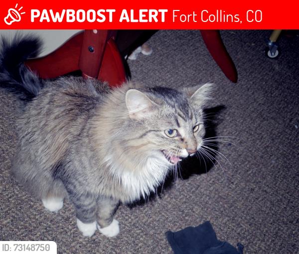 Lost Female Cat last seen Laporte and Jamith, Fort Collins, CO 80521