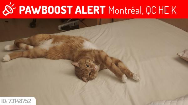 Lost Male Cat last seen Berlioz/île des soeurs, Montréal, QC H3E 1K9