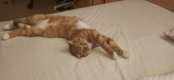 Lost Male Cat last seen Berlioz/île des soeurs, Montréal, QC H3E 1K9