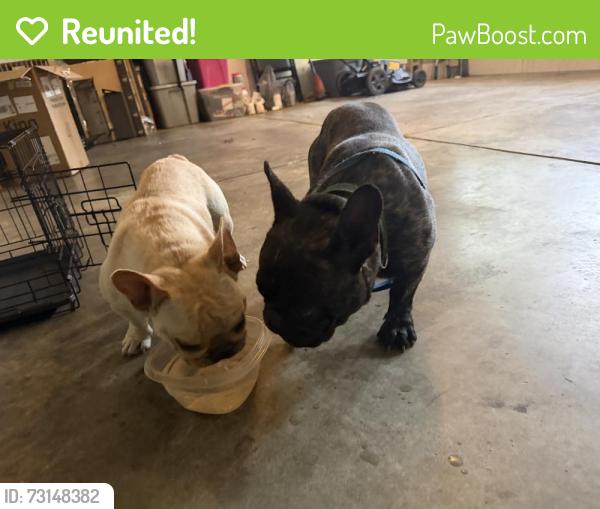 Reunited Female Dog last seen Laurenfield Dr, Charlotte, NC 28269