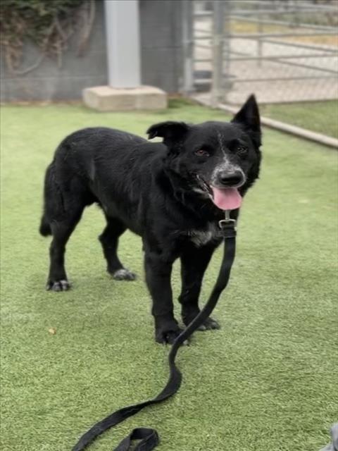 Shelter Stray Male Dog last seen , 1850 W 60th St, Los Angeles, CA 90047, USA