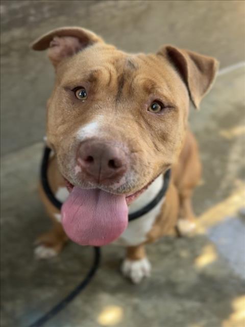Shelter Stray Female Dog last seen , 1850 W 60th St, Los Angeles, CA 90047, USA
