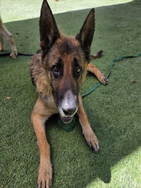 Shelter Stray Female Dog last seen , 1850 W 60th St, Los Angeles, CA 90047, USA