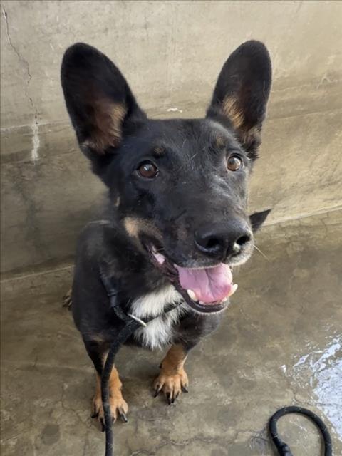 Shelter Stray Male Dog last seen , 1850 W 60th St, Los Angeles, CA 90047, USA