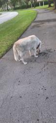Reunited Unknown Dog last seen Boatswain Drive Boynton Beach, Palm Beach County, FL 33436