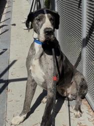 Shelter Stray Male Dog last seen , 1850 W 60th St, Los Angeles, CA 90047, USA