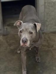 Shelter Stray Male Dog last seen , 1850 W 60th St, Los Angeles, CA 90047, USA
