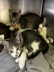 Shelter Stray Male Cat last seen , 1850 W 60th St, Los Angeles, CA 90047, USA