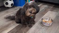 Lost Male Dog last seen South 14 st, Newark, NJ 07103