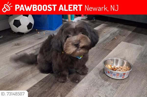 Lost Male Dog last seen South 14 st, Newark, NJ 07103