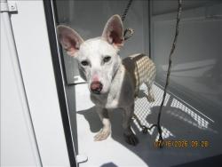 Shelter Stray Male Dog last seen , 1850 W 60th St, Los Angeles, CA 90047, USA