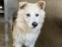 Shelter Stray Male Dog last seen , 1850 W 60th St, Los Angeles, CA 90047, USA