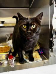 Shelter Stray Female Cat last seen , 1850 W 60th St, Los Angeles, CA 90047, USA