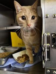 Shelter Stray Female Cat last seen , 1850 W 60th St, Los Angeles, CA 90047, USA