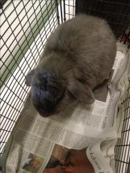 Shelter Stray Female Other last seen , 1850 W 60th St, Los Angeles, CA 90047, USA