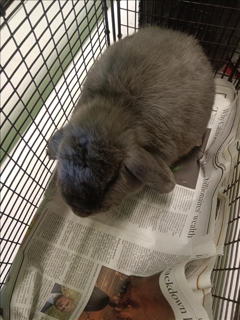 Shelter Stray Female Other last seen , 1850 W 60th St, Los Angeles, CA 90047, USA