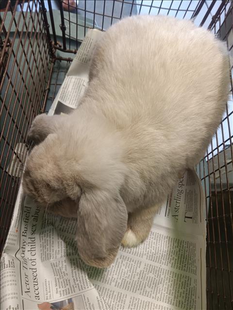 Shelter Stray Male Other last seen , 1850 W 60th St, Los Angeles, CA 90047, USA