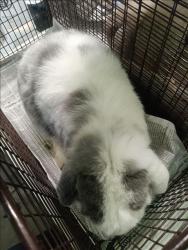 Shelter Stray Male Other last seen , 1850 W 60th St, Los Angeles, CA 90047, USA