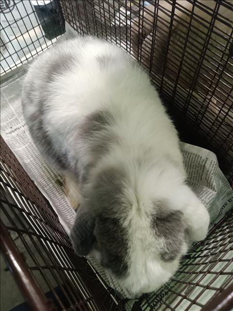 Shelter Stray Male Other last seen , 1850 W 60th St, Los Angeles, CA 90047, USA