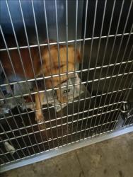 Shelter Stray Male Dog last seen , 1850 W 60th St, Los Angeles, CA 90047, USA