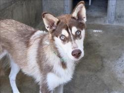 Shelter Stray Male Dog last seen , 1850 W 60th St, Los Angeles, CA 90047, USA