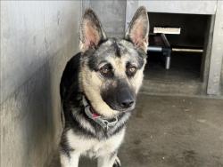 Shelter Stray Female Dog last seen , 1850 W 60th St, Los Angeles, CA 90047, USA
