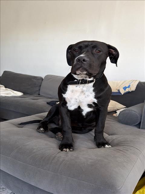 Shelter Stray Unknown Dog last seen , 1850 W 60th St, Los Angeles, CA 90047, USA