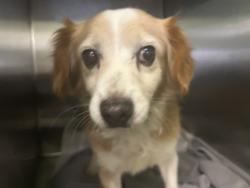 Shelter Stray Male Dog last seen , 1850 W 60th St, Los Angeles, CA 90047, USA