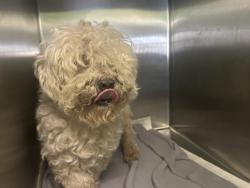 Shelter Stray Female Dog last seen , 1850 W 60th St, Los Angeles, CA 90047, USA