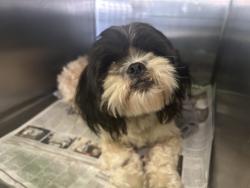 Shelter Stray Male Dog last seen , 1850 W 60th St, Los Angeles, CA 90047, USA