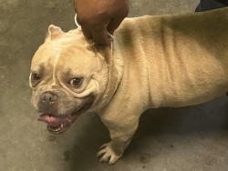 Shelter Stray Unknown Dog last seen , 1850 W 60th St, Los Angeles, CA 90047, USA
