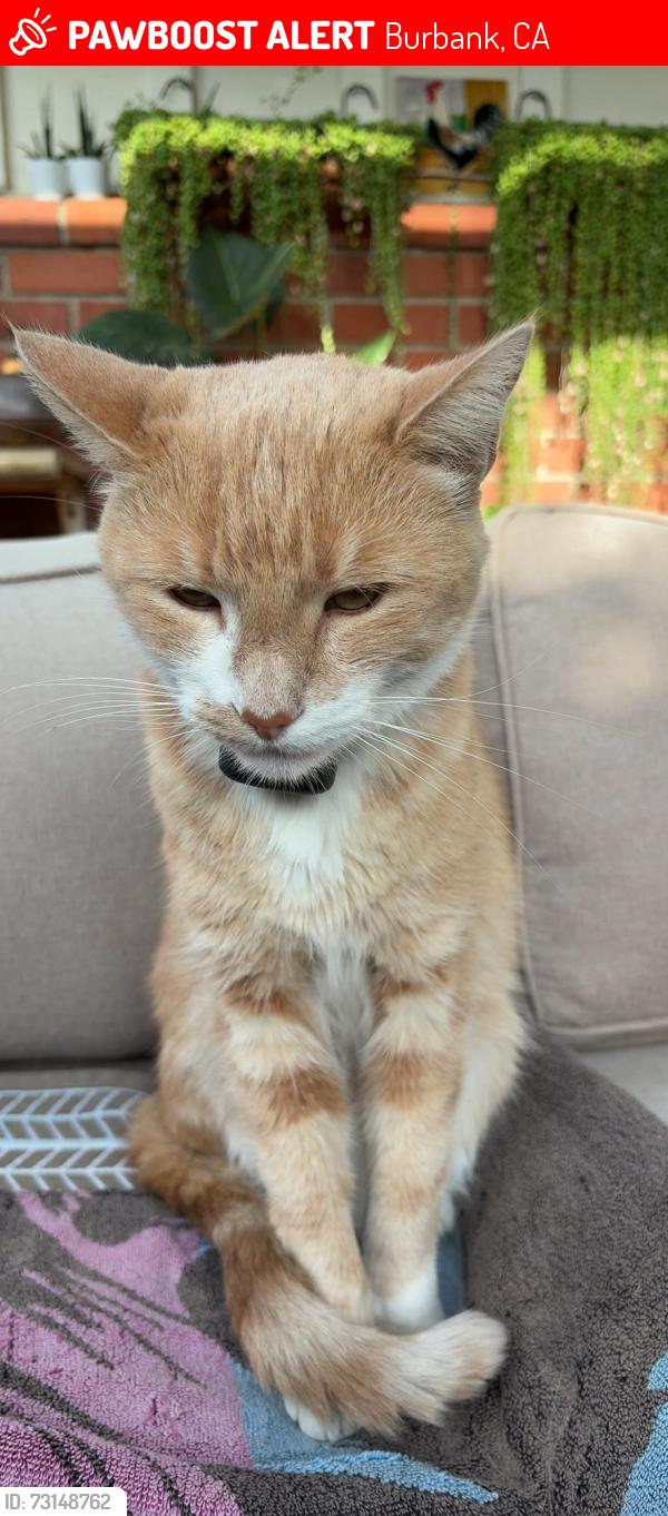 Lost Male Cat last seen Lima st. and magnolia bl, Burbank, CA 91505