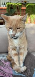 Lost Male Cat last seen Lima st. and magnolia bl, Burbank, CA 91505