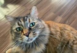 Lost Female Cat last seen Sunridge, Lethbridge, AB T1J 5E5