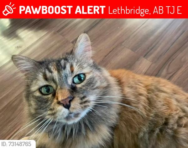 Lost Female Cat last seen Sunridge, Lethbridge, AB T1J 5E5