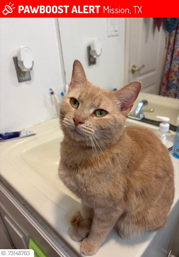 Lost Female Cat last seen Tierra Dorada, Mission, TX 78572