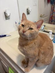 Lost Female Cat last seen Tierra Dorada, Mission, TX 78572