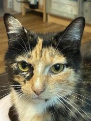 Shelter Stray Female Cat last seen Near BLOCK RANGELAND RD, 3528 Newburg Rd, Louisville, KY 40218, USA