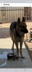 Found/Stray Unknown Dog last seen Monroe and Marion, Las Vegas, NV 89110