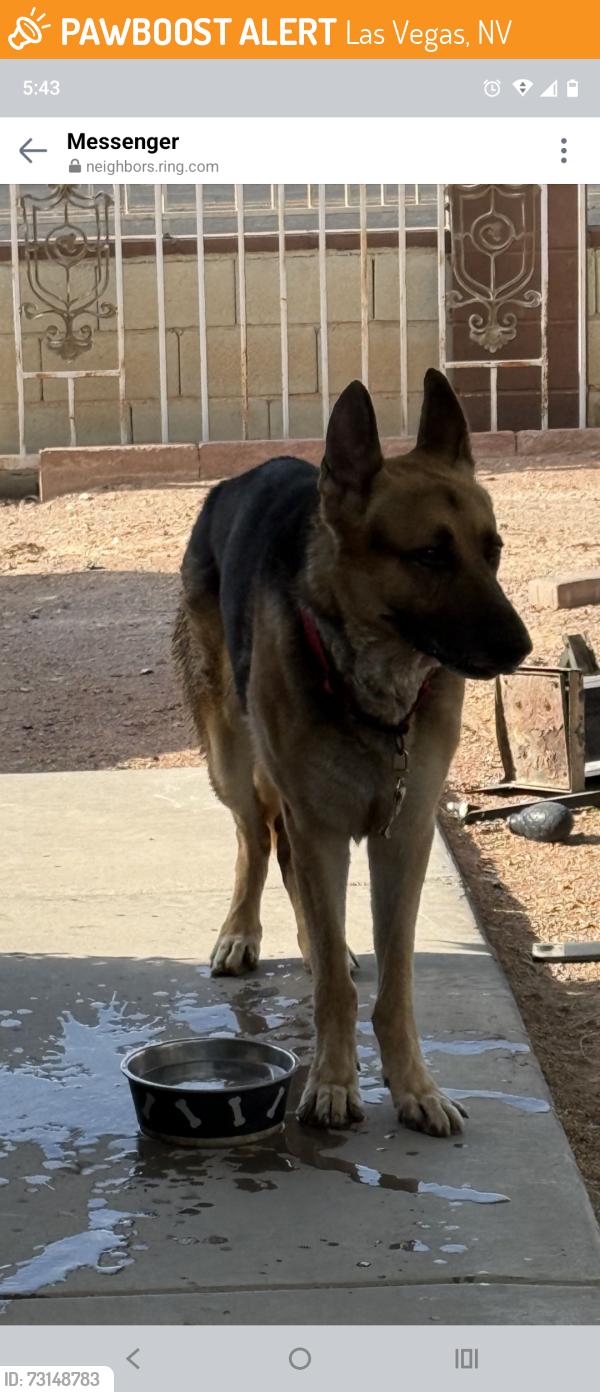 Found/Stray Unknown Dog last seen Monroe and Marion, Las Vegas, NV 89110