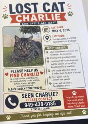Lost Male Cat last seen Edinger and brookhurst, Fountain Valley, CA 92708