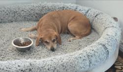 Lost Female Dog last seen Willis St, Abilene, TX 79602